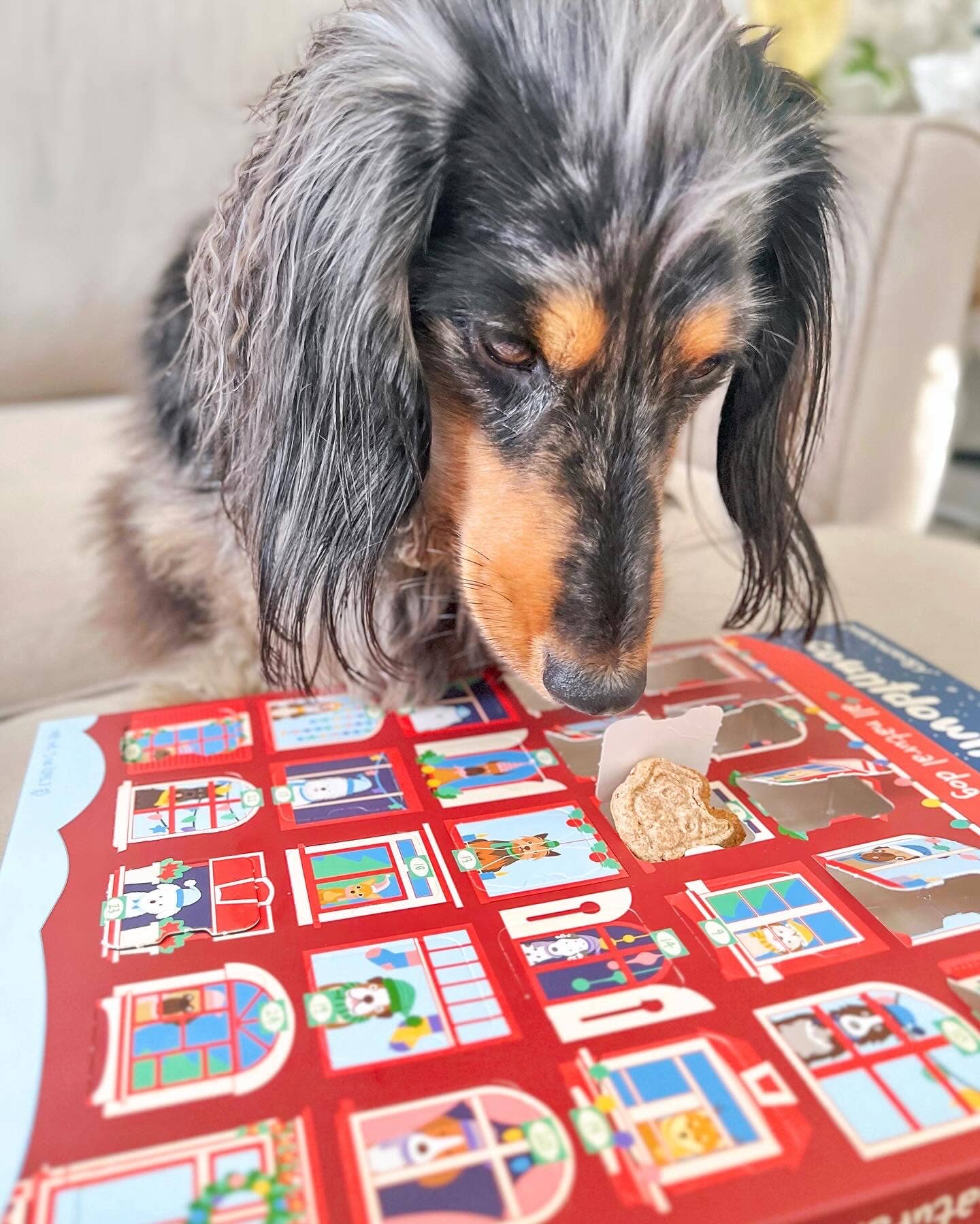 25 Days of Dog Treats - Advent Calendar -